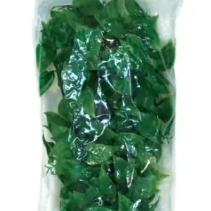ZOO MED Pflanze MEXICAN PHYLLO M 28 cm Mega-Angebot